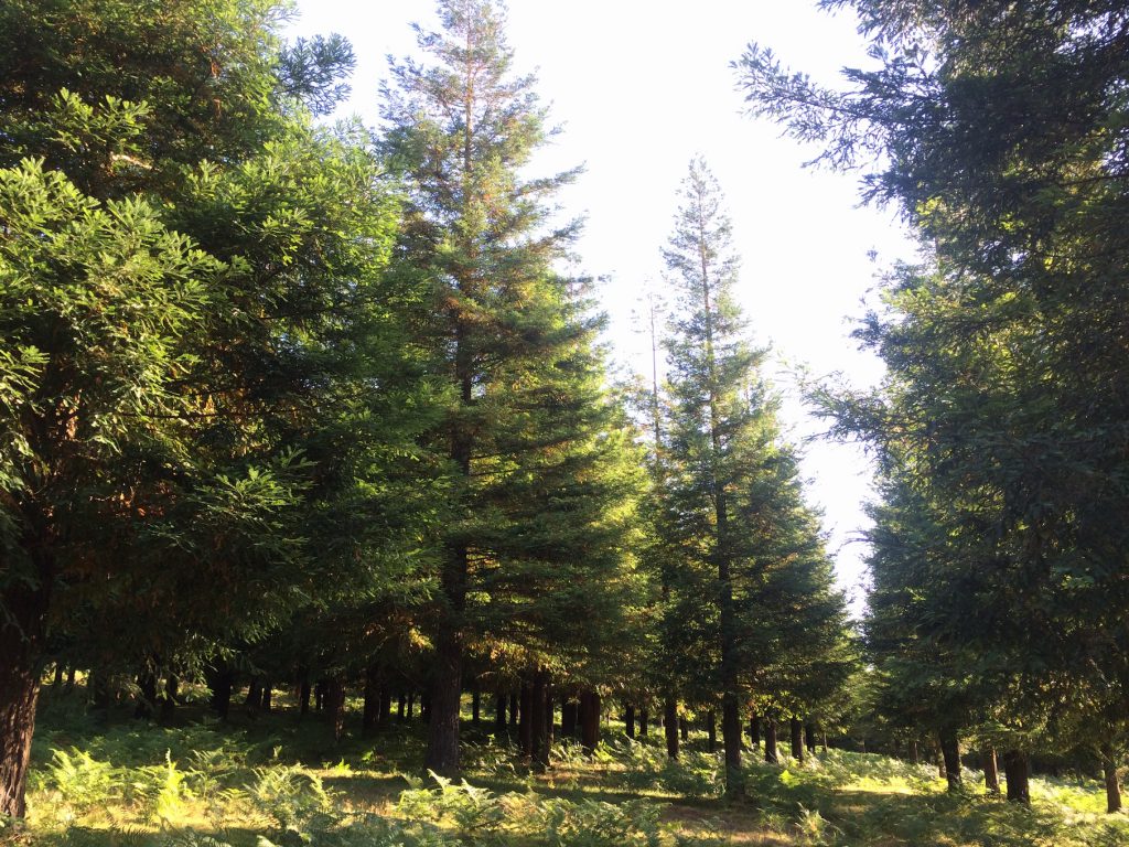 sequoias1